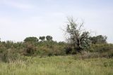 Правобережье Сыр-Дарьи, image of landscape/habitat.