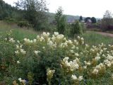 Скалы Грюнвальда, image of landscape/habitat.