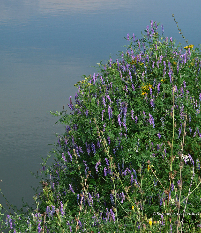 Урочище Кривоборье, image of landscape/habitat.