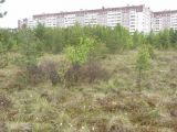 Лахтинское болото, image of landscape/habitat.