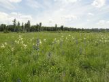 Позднякова, image of landscape/habitat.