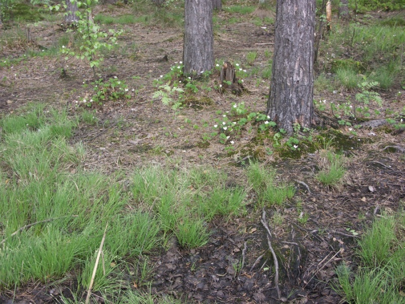 Лахтинское болото, image of landscape/habitat.