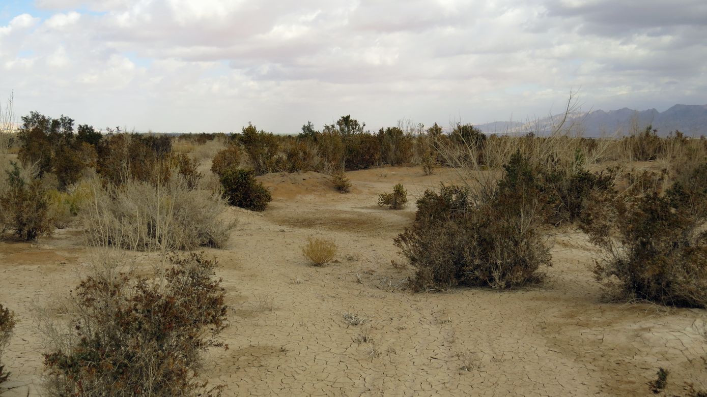 Солончак Мелихат-Йотвата, image of landscape/habitat.