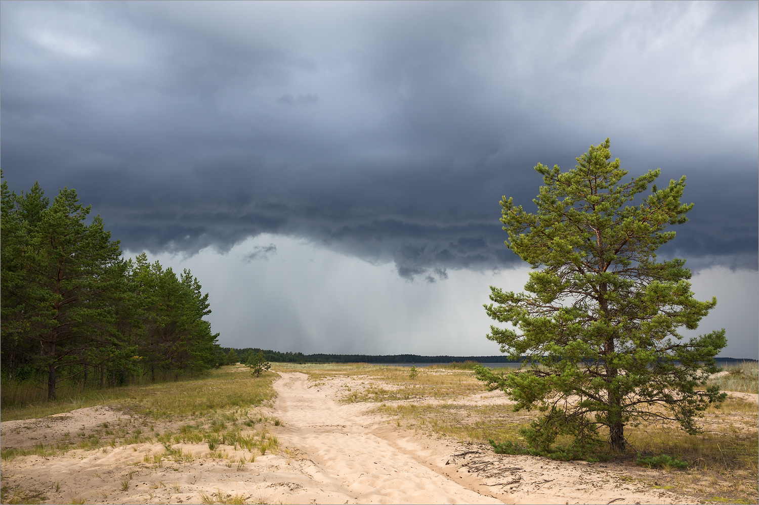 Окрестности деревни Выбье, image of landscape/habitat.