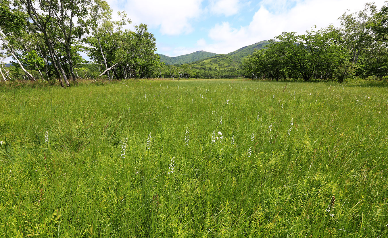 Устье реки Аввакумовка, image of landscape/habitat.