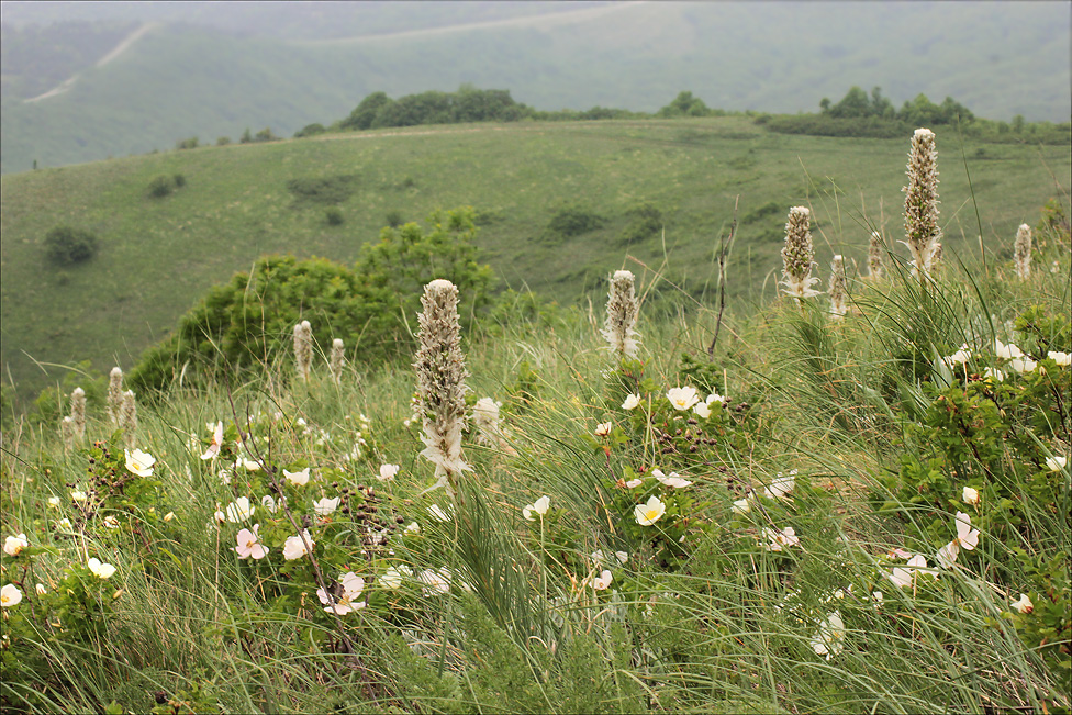 Урочище Солдатский Бугор, image of landscape/habitat.