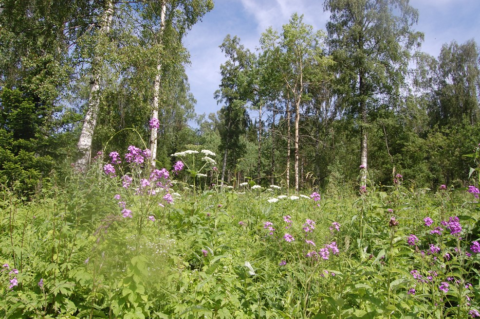 Река Солдатка, image of landscape/habitat.