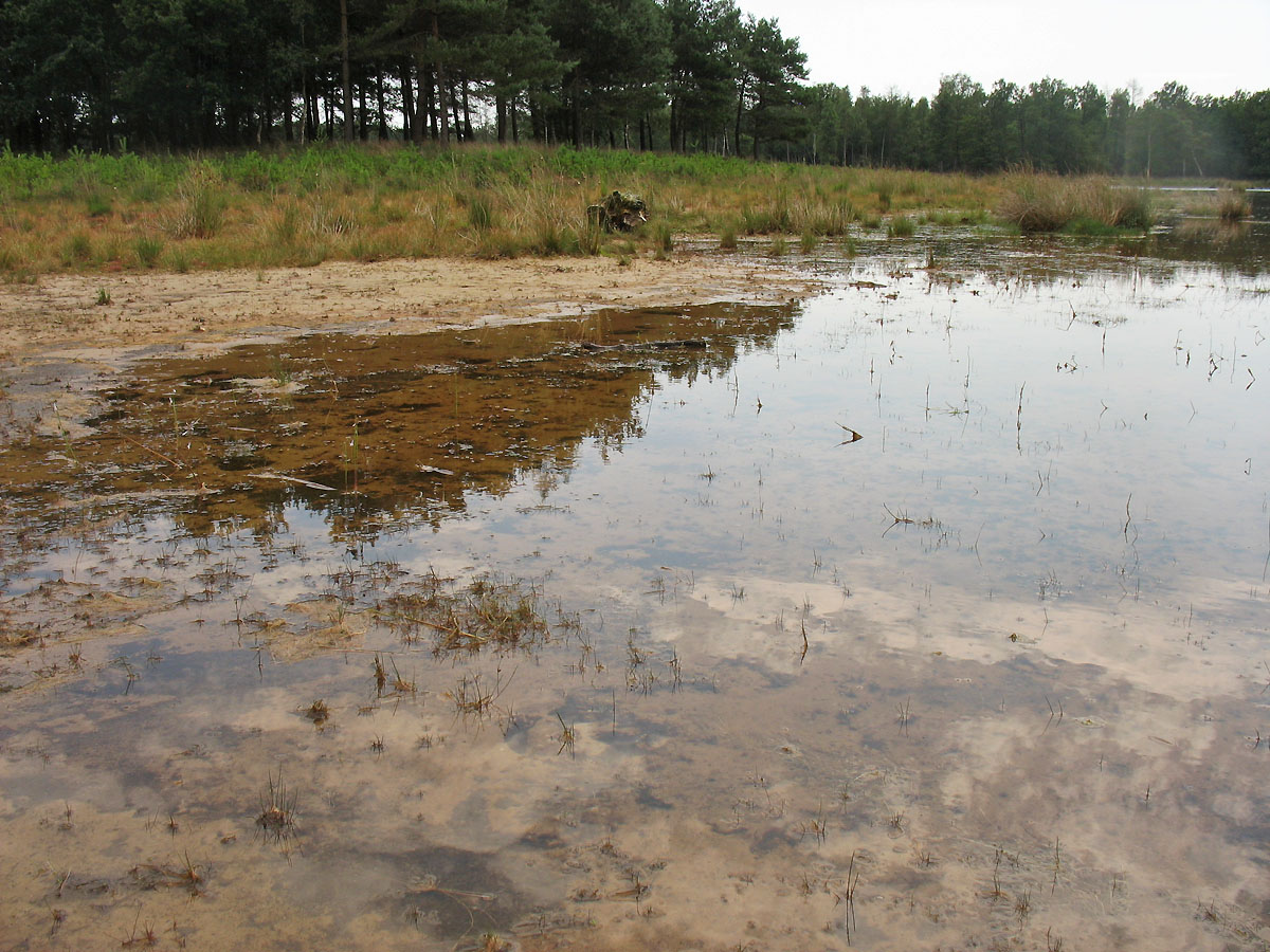 Dwingelderveld, изображение ландшафта.