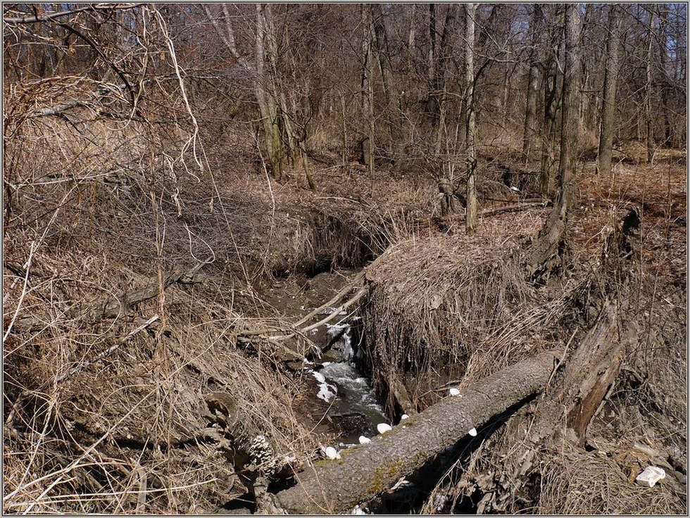 Пойма р. Шумерлинка, image of landscape/habitat.