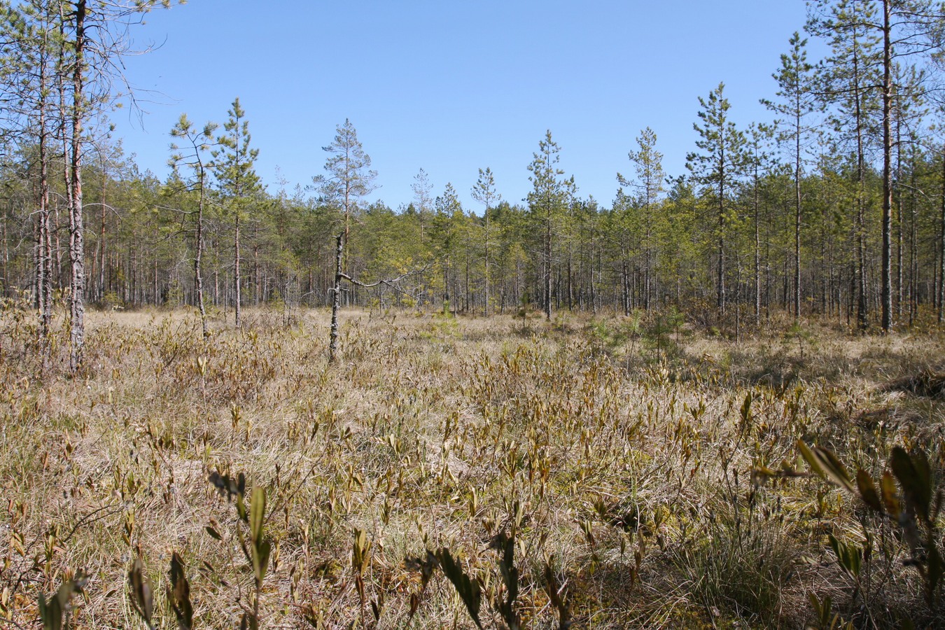 Дубки, image of landscape/habitat.