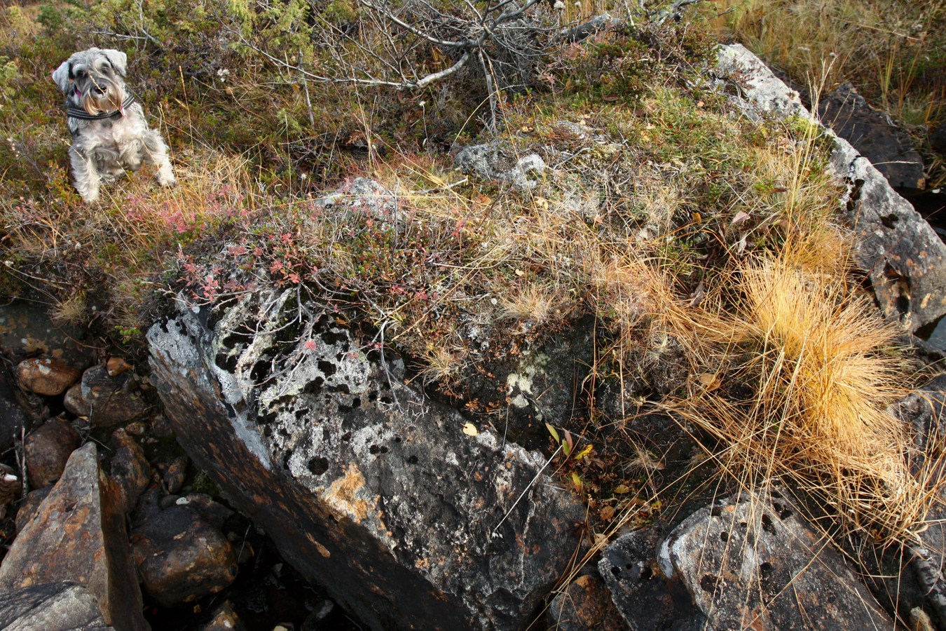 Юринга, image of landscape/habitat.