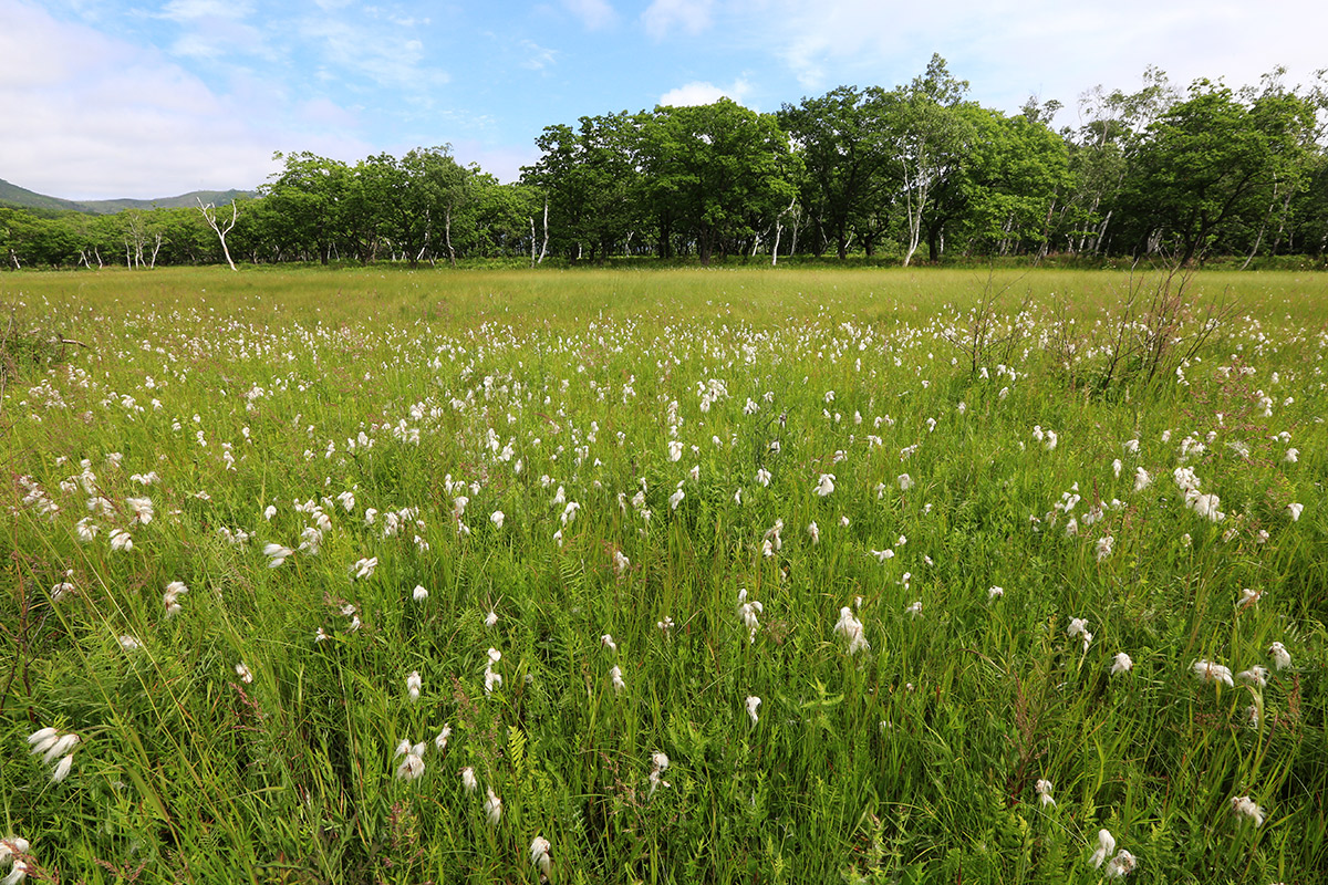 Устье реки Аввакумовка, image of landscape/habitat.