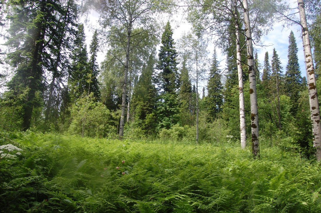 Река Солдатка, image of landscape/habitat.