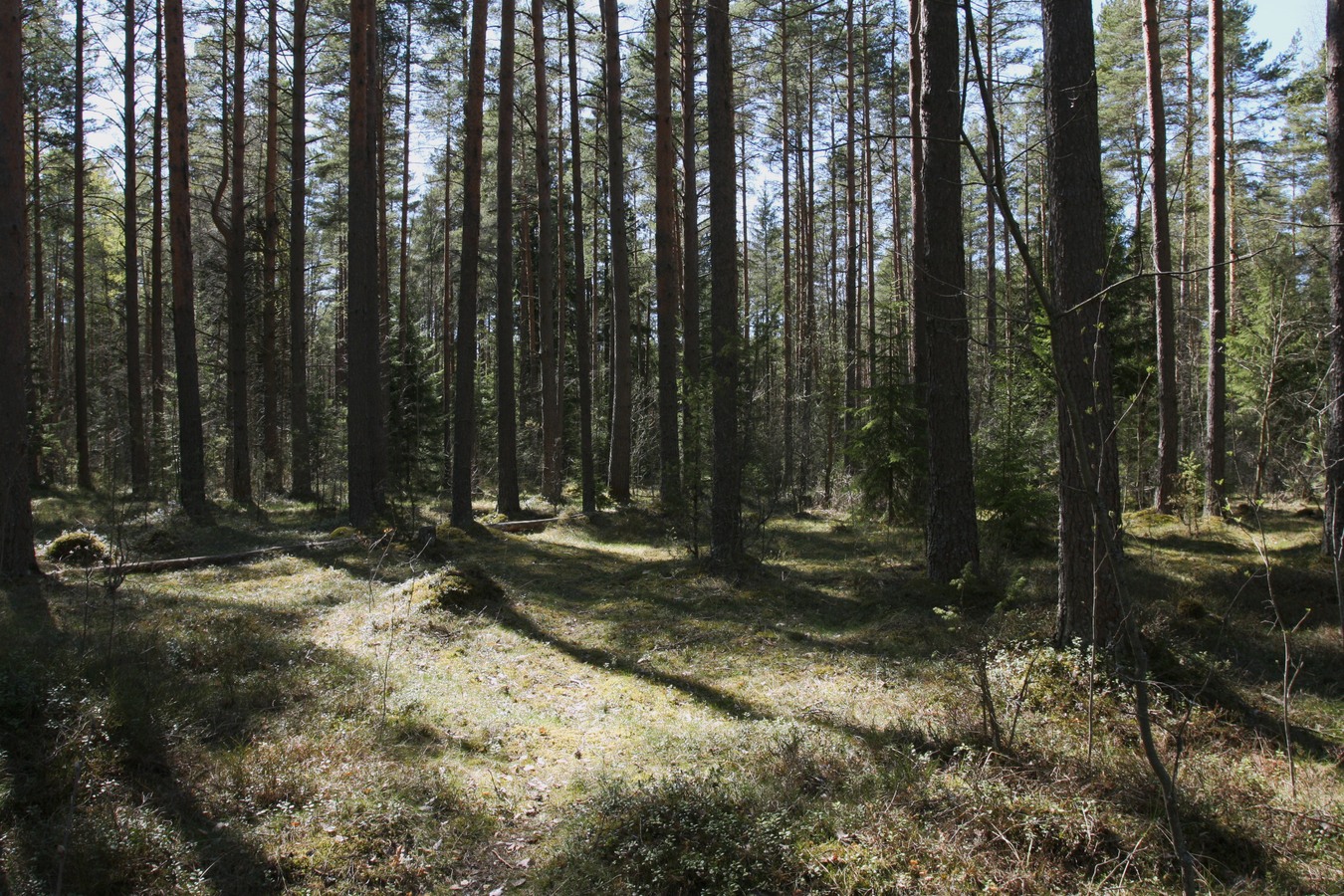 Дубки, image of landscape/habitat.