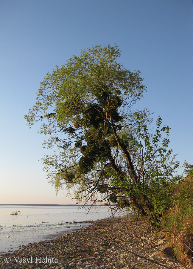 Трахтемиров, image of landscape/habitat.