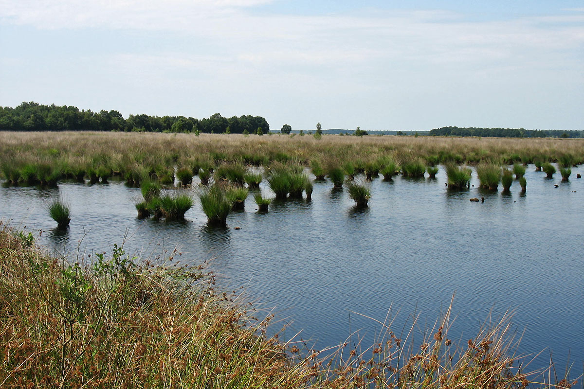 Dwingelderveld, image of landscape/habitat.