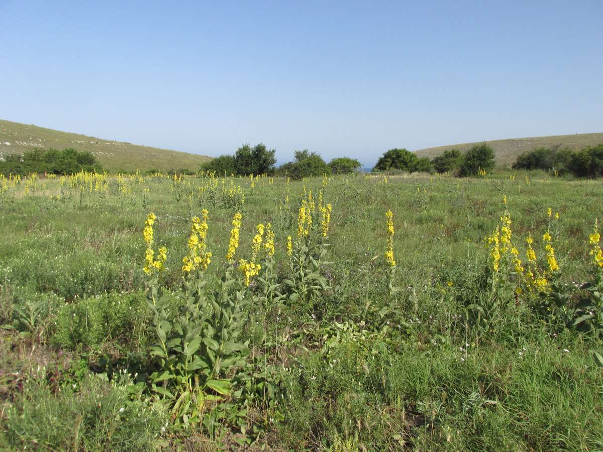 Большой Кастель, image of landscape/habitat.