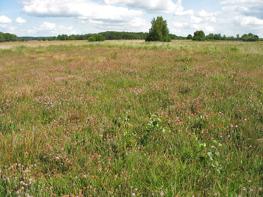 Экстерфелд (Eexterveld), image of landscape/habitat.