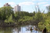 Серебряный лог, image of landscape/habitat.