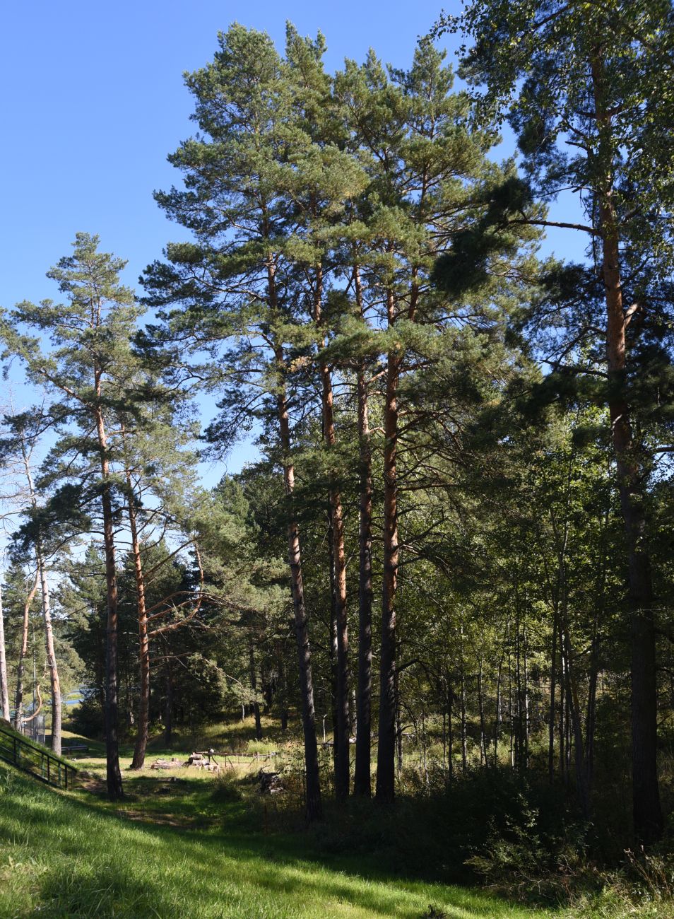 Окрестности деревни Рыляки, image of landscape/habitat.