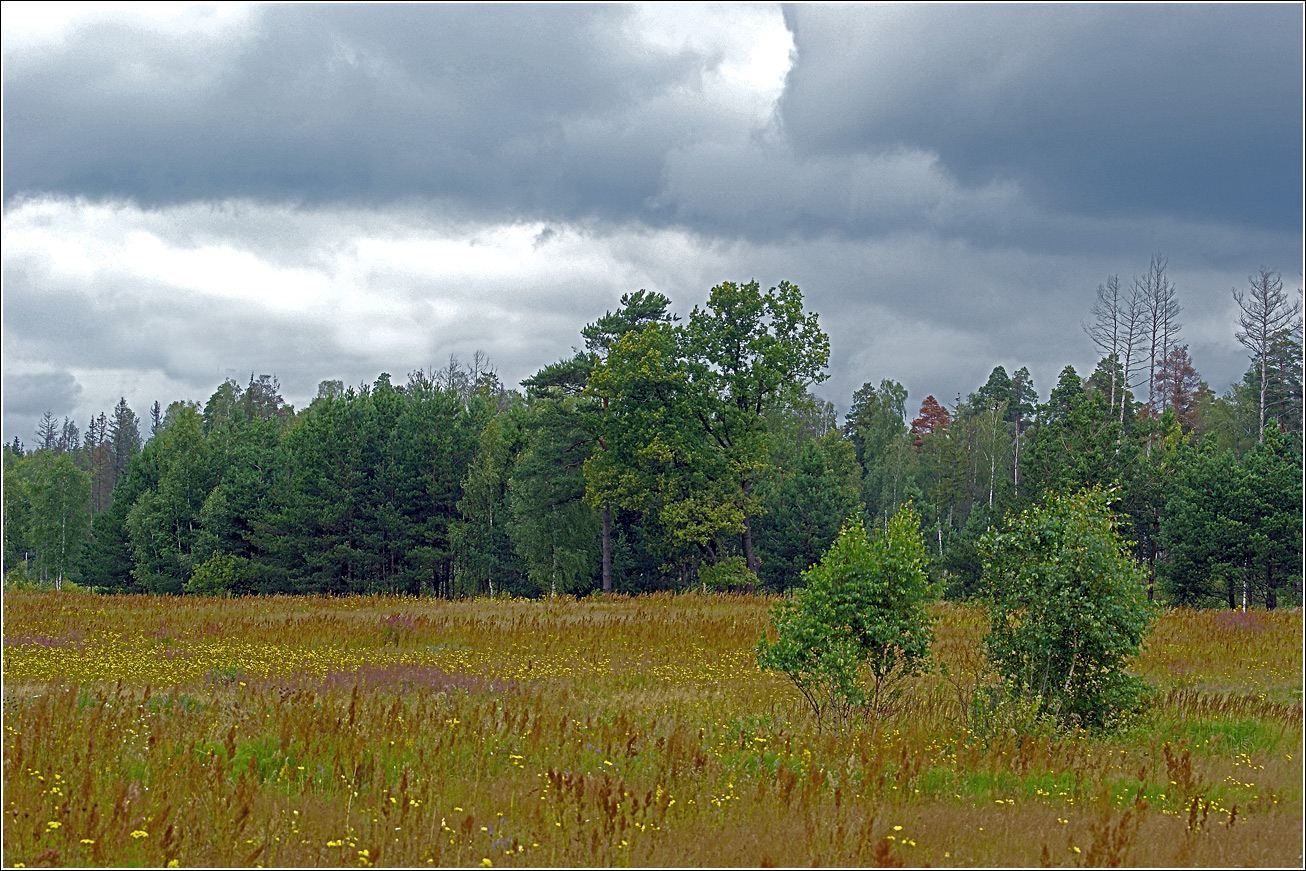 Окрестности Хрипани, image of landscape/habitat.