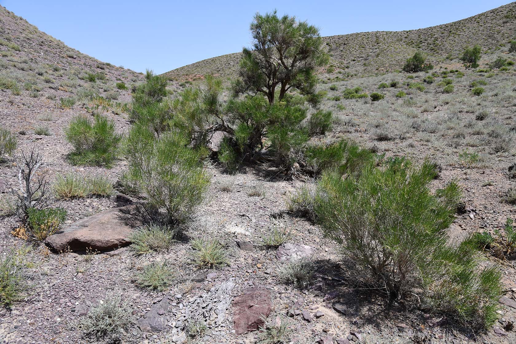 Бала-Богуты, image of landscape/habitat.