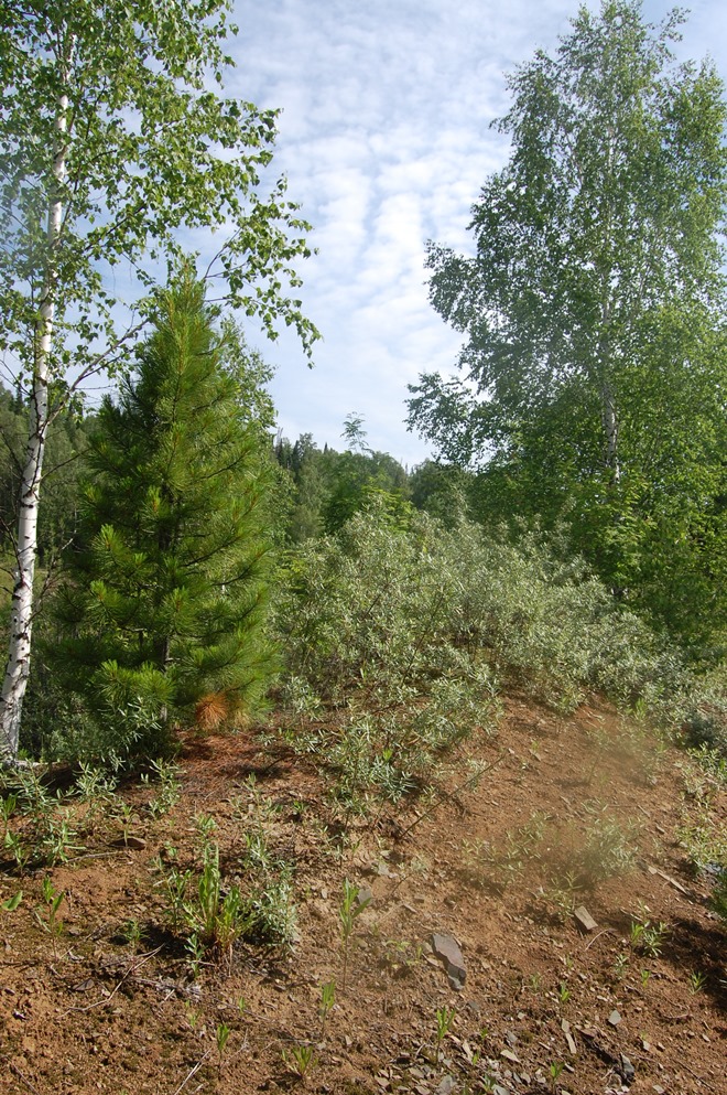Река Солдатка, image of landscape/habitat.
