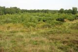 Image of landscape