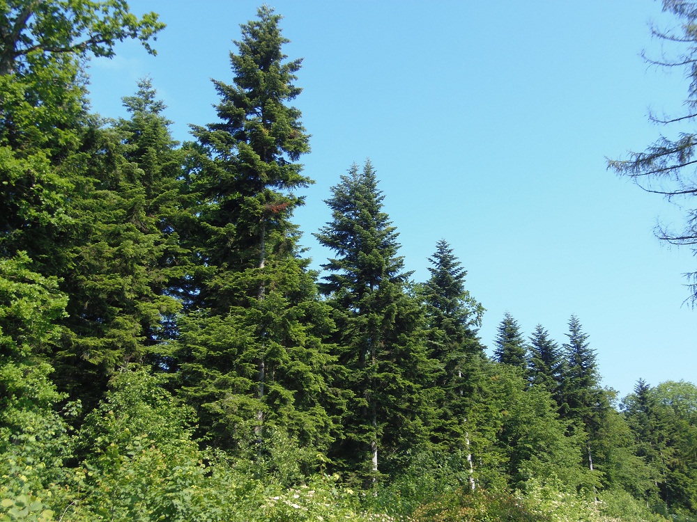 Санаторий Конвалия, image of landscape/habitat.