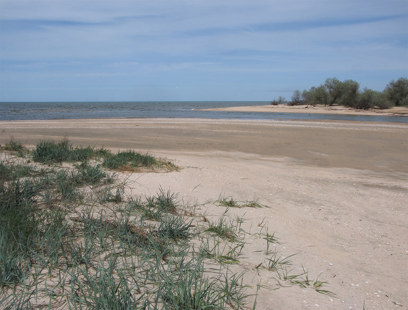 Куликовское гирло, image of landscape/habitat.