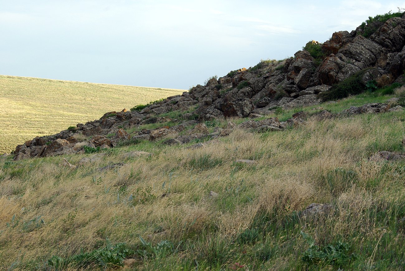 Кайнарбулак, image of landscape/habitat.