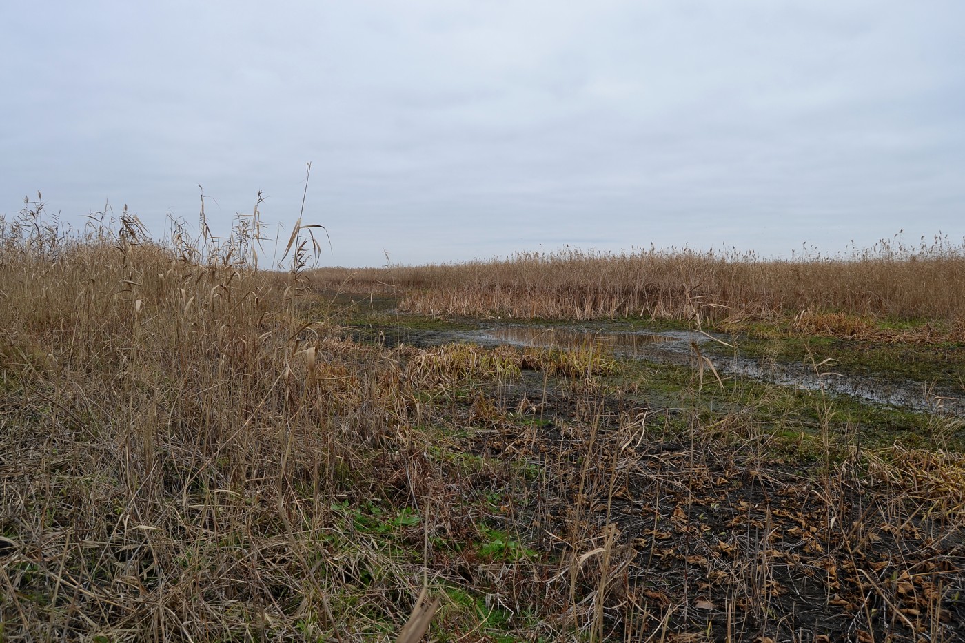 Дельта (средняя зона), image of landscape/habitat.