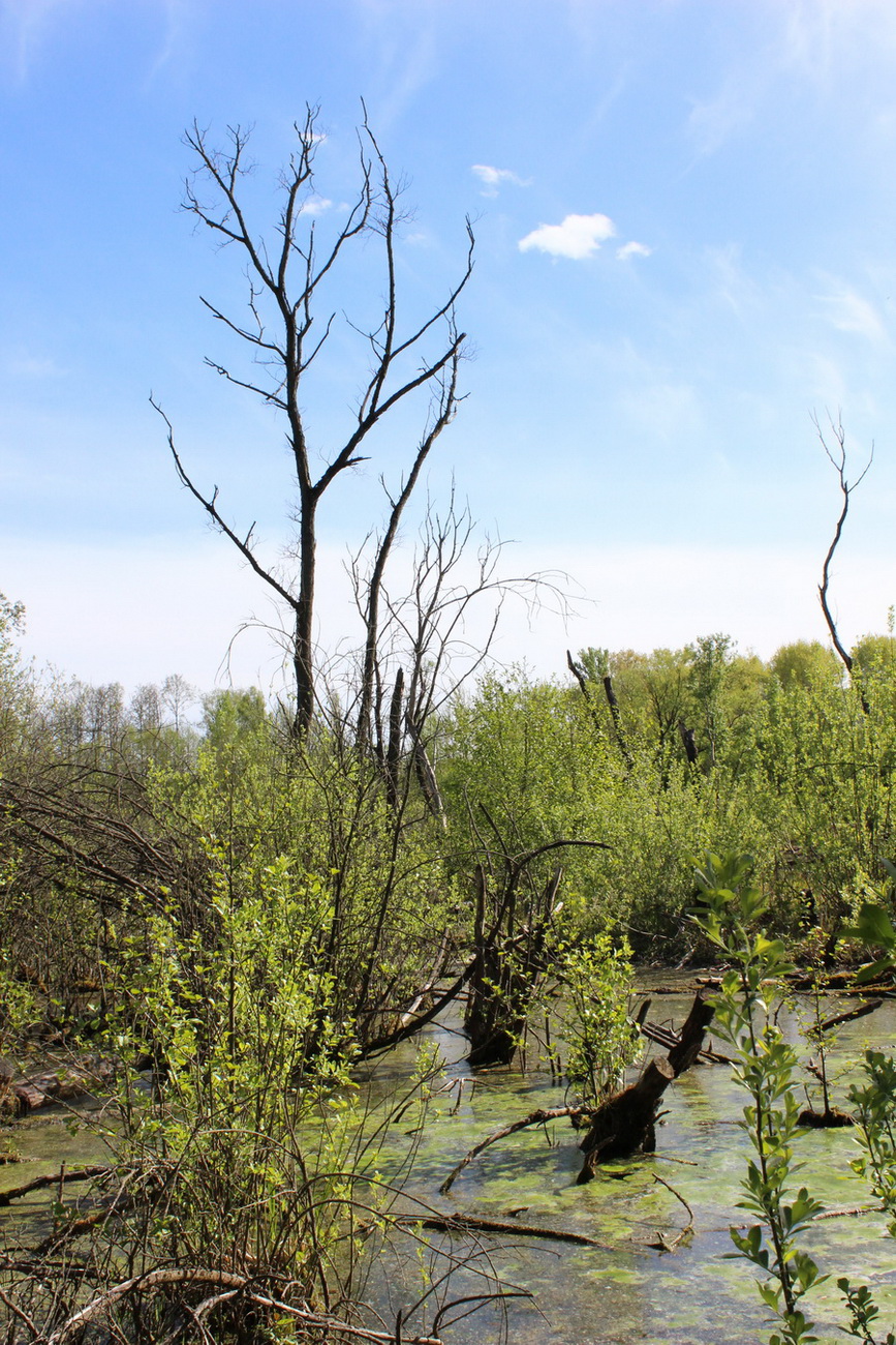 Серебряный лог, image of landscape/habitat.