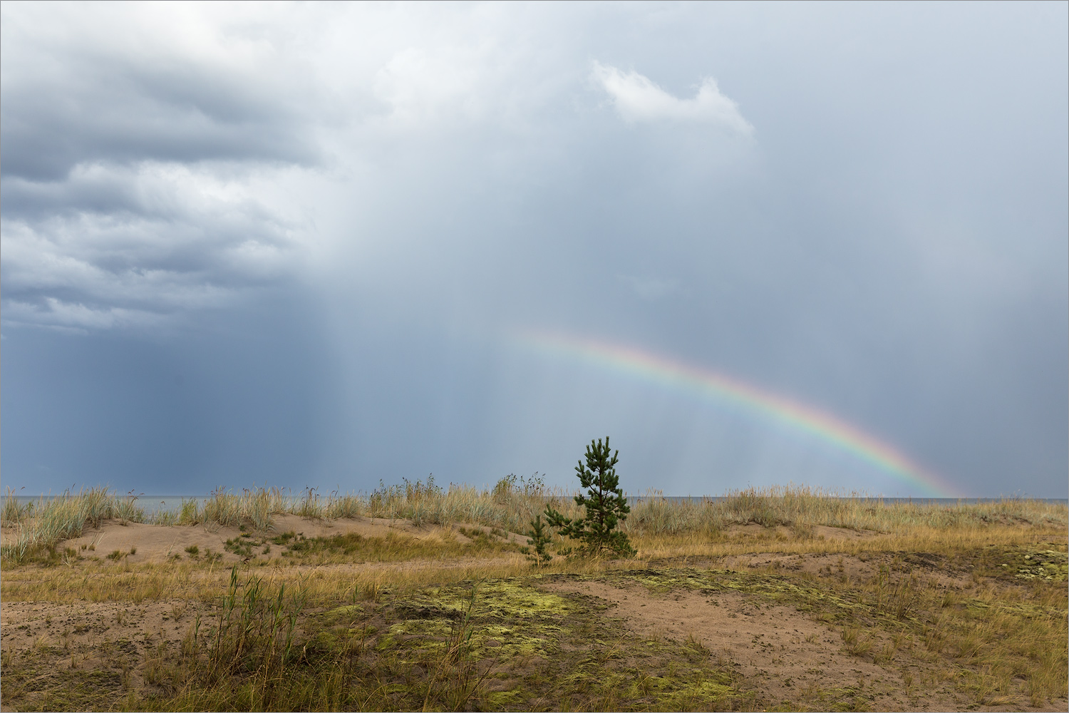 Окрестности деревни Выбье, image of landscape/habitat.