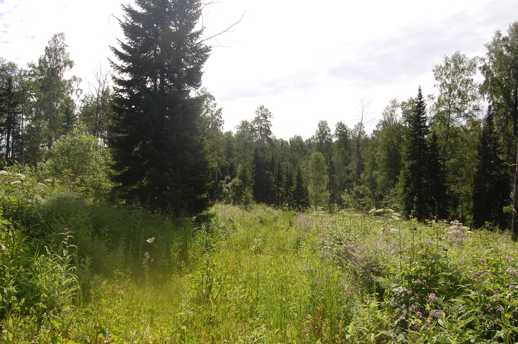 Река Солдатка, image of landscape/habitat.