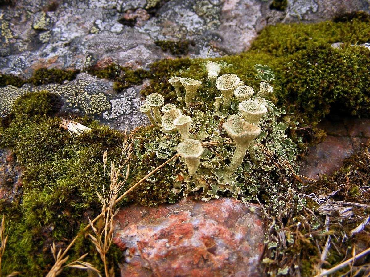 Туманный, image of landscape/habitat.