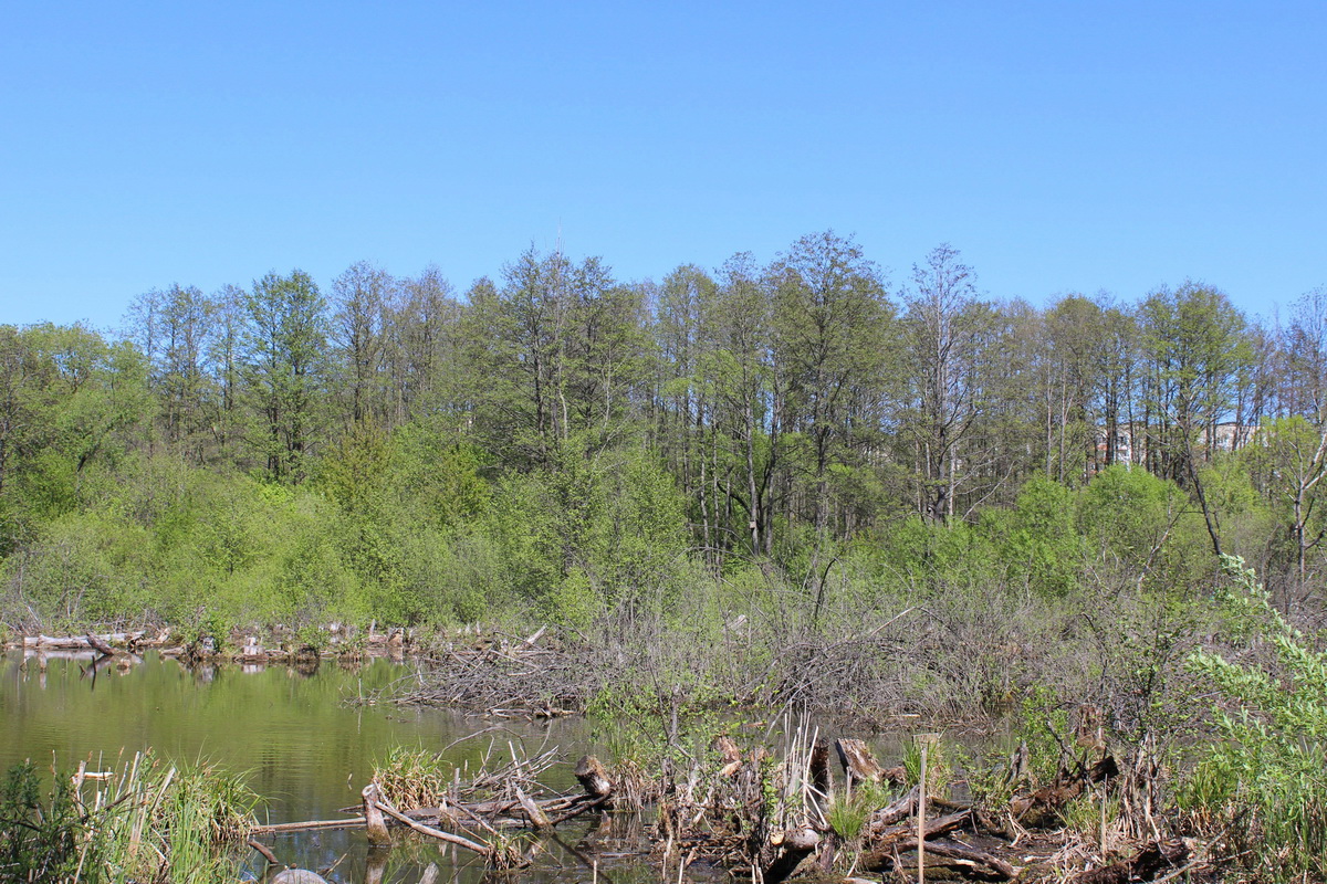 Серебряный лог, image of landscape/habitat.