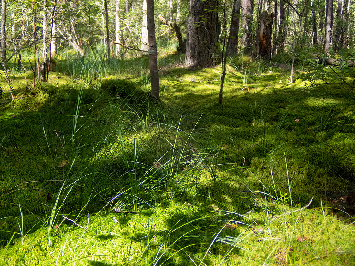 Воронцово, image of landscape/habitat.