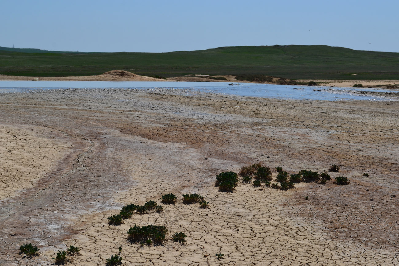 Окрестности села Бондаренково, image of landscape/habitat.