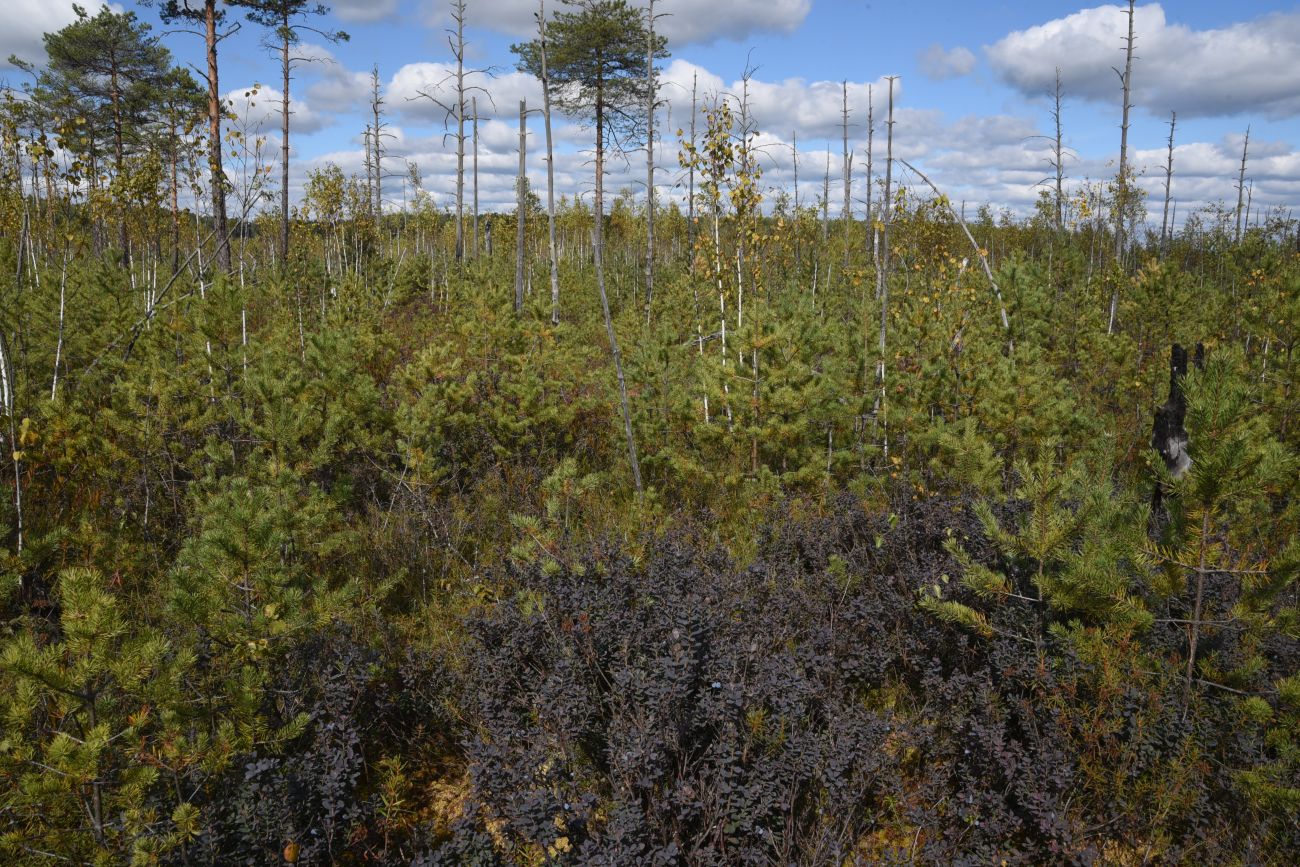 Большое Игнатовское болото, image of landscape/habitat.