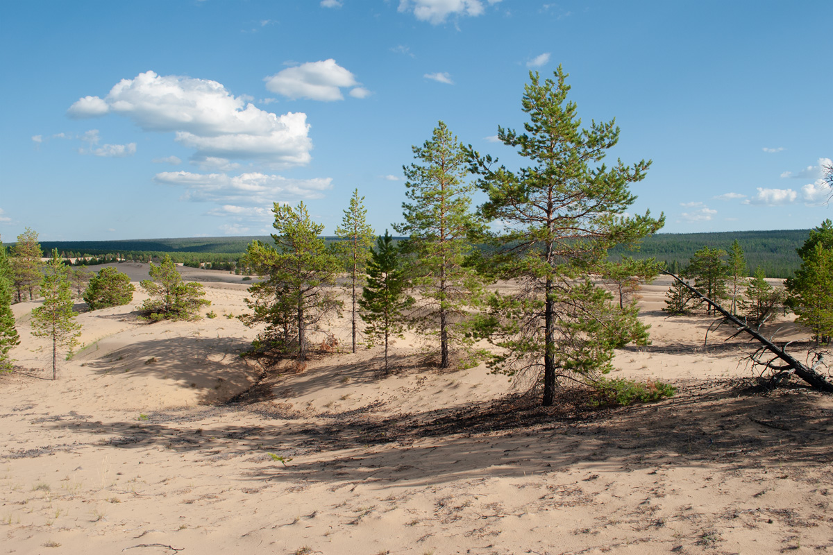 Самыс-Кумага, image of landscape/habitat.