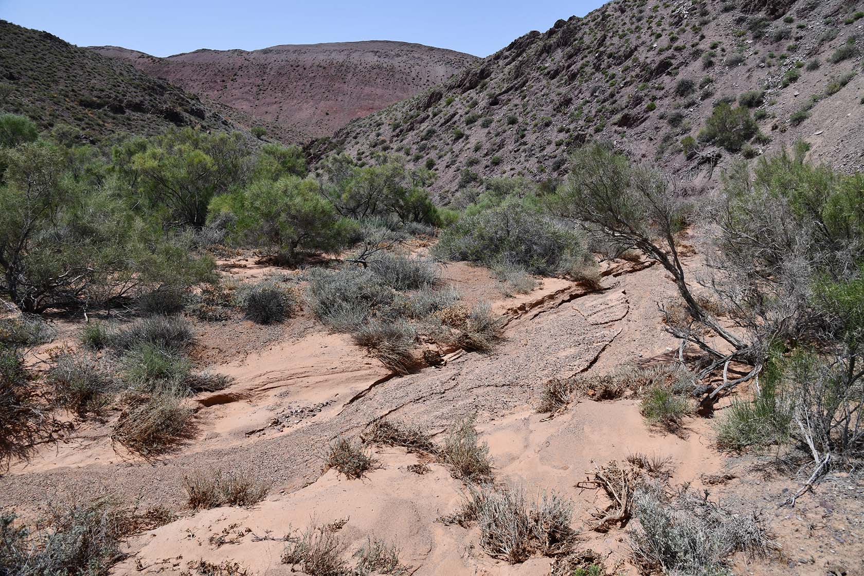 Бала-Богуты, image of landscape/habitat.