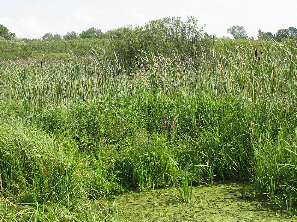 Село Терешки, изображение ландшафта.