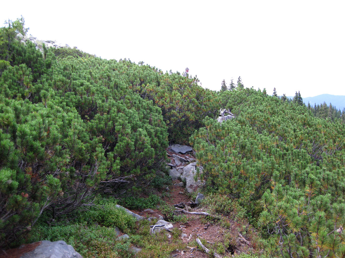 Заповедник "Горганы", Кливки, image of landscape/habitat.