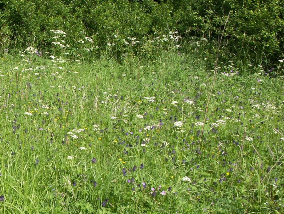 Луг в окрестностях поселка Тосно, image of landscape/habitat.