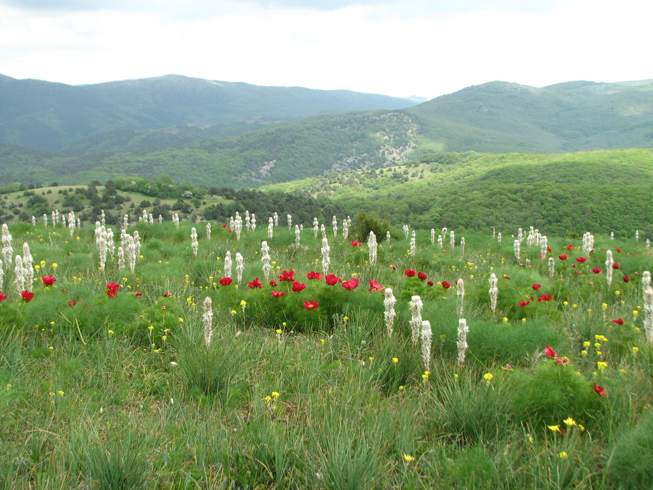 Байдарская долина, изображение ландшафта.