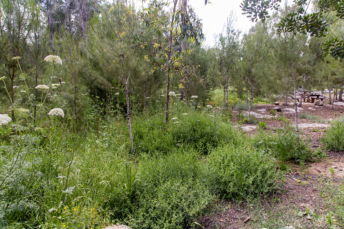 Лес Бен-Шемен, image of landscape/habitat.