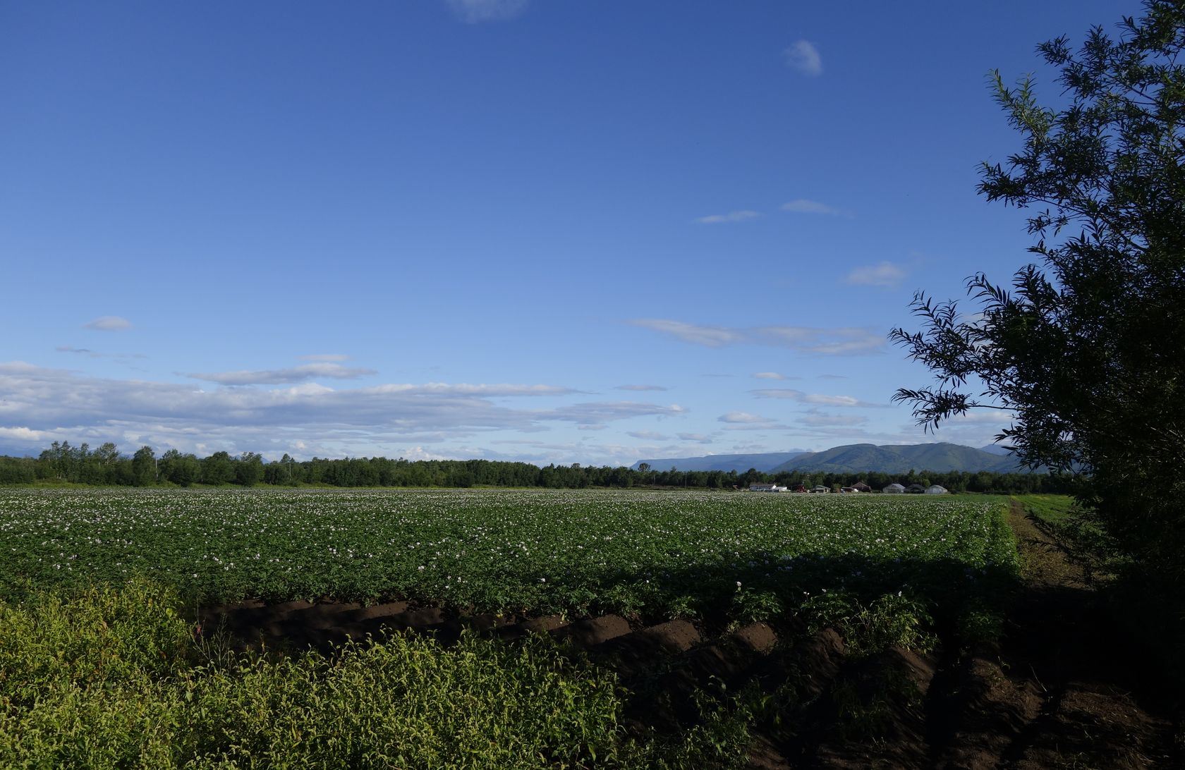 Мечта, image of landscape/habitat.