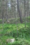 Image of landscape