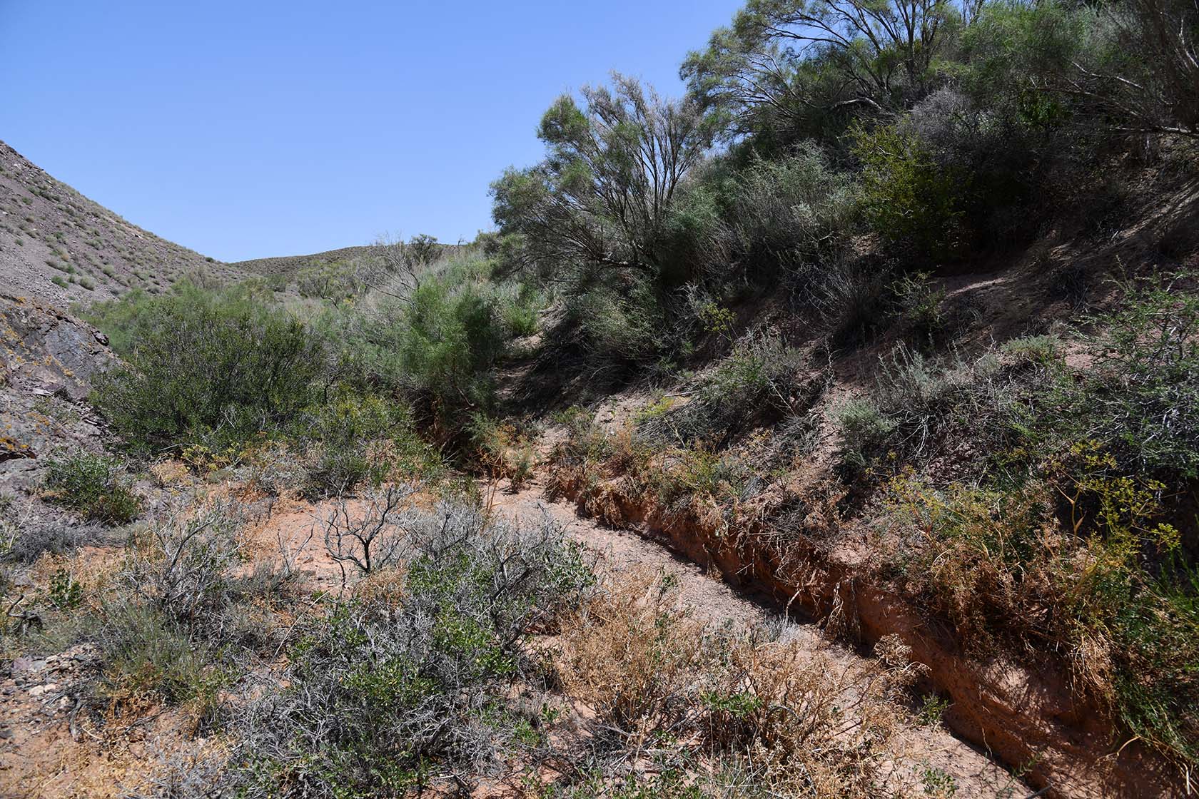 Бала-Богуты, image of landscape/habitat.